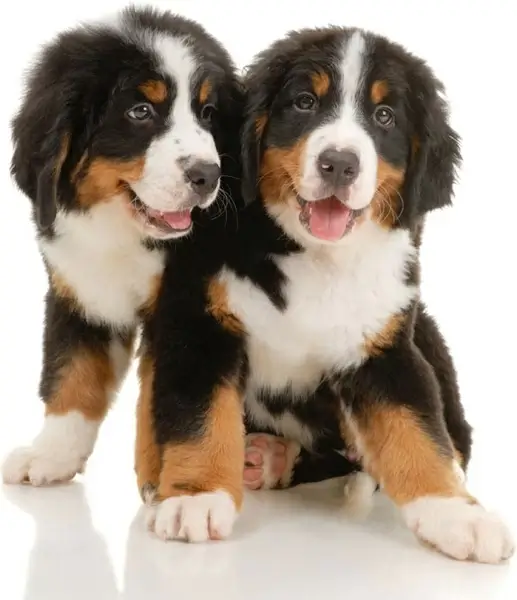 cute puppy 02 hq pictures