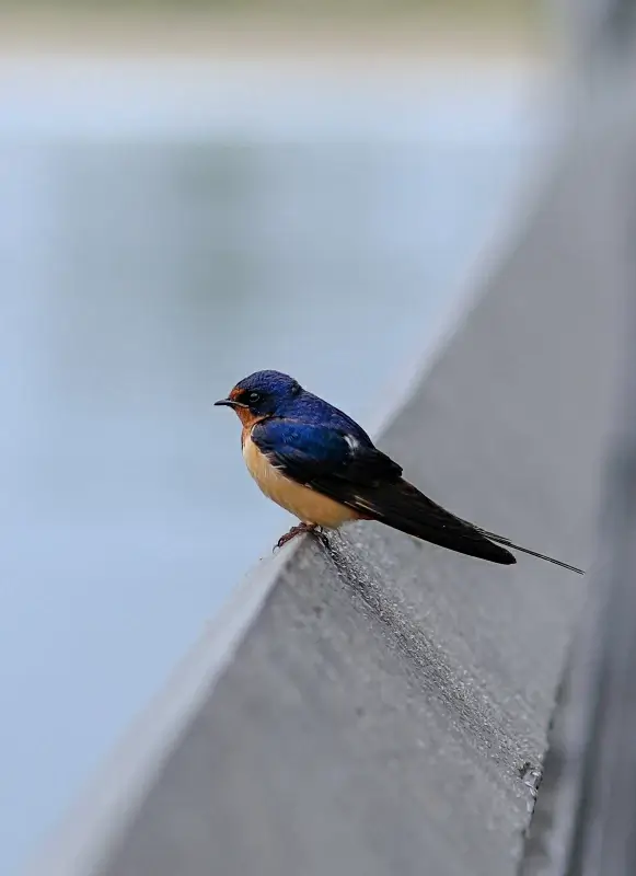 cute tiny swallow picture closeup realistic