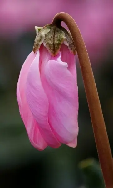 cyclamen rooms cyclamen persian cyclamen