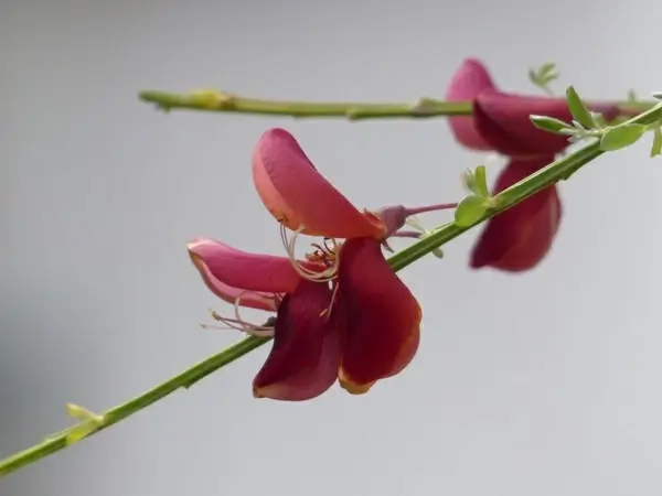 cytisus scoparius flower red