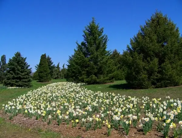 daffodils and evergreens
