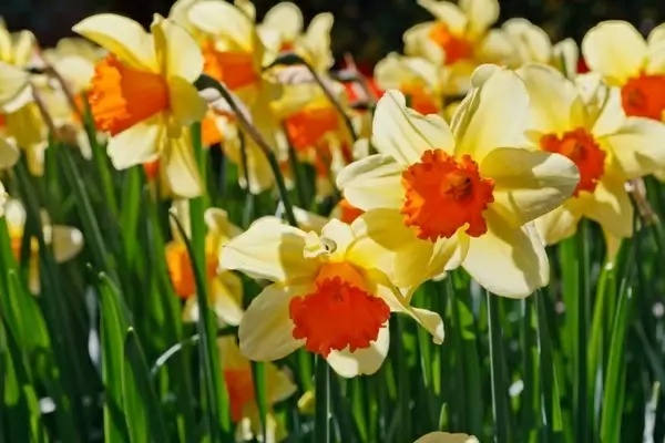 daffodils glowing