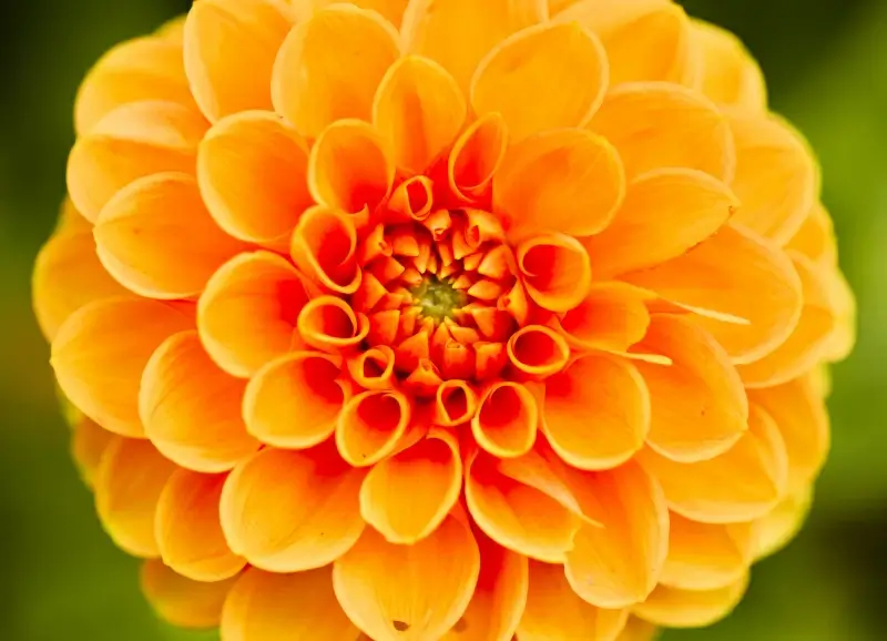 dahlia flower backdrop picture bright elegant closeup 