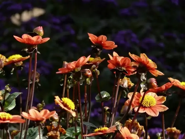 dahlia garden red yellow