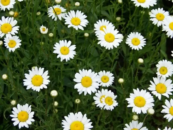daisies
