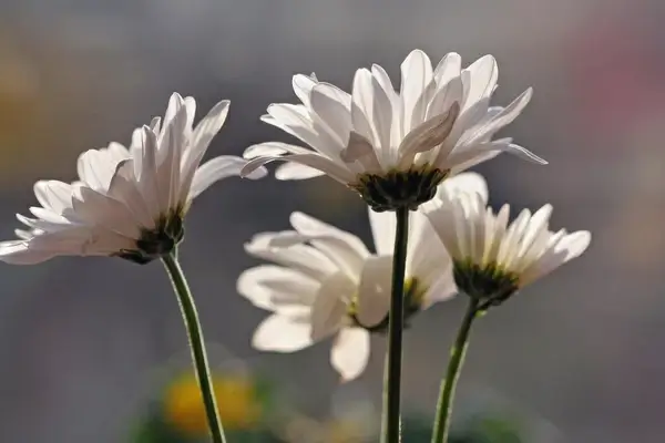 daisies
