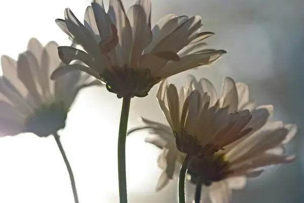 daisies at sunset