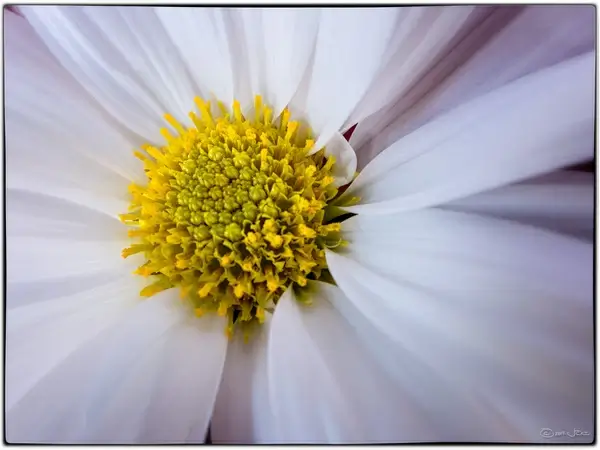 daisy