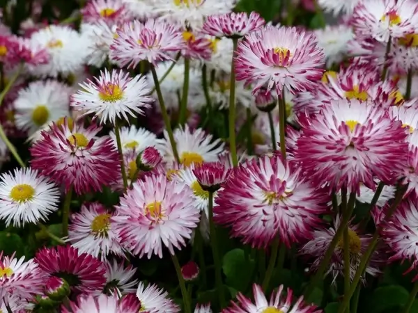 daisy flower bellis philosophy
