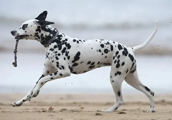 dalmatian on the beach