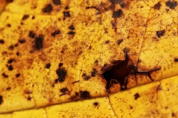 damaged leaf