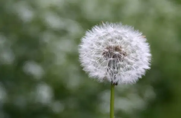 dandelion
