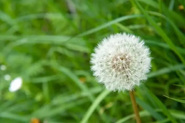 dandelion