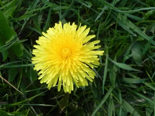 dandelion