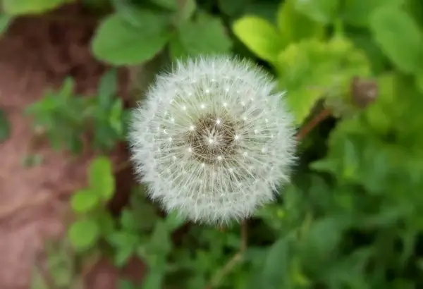 dandelion