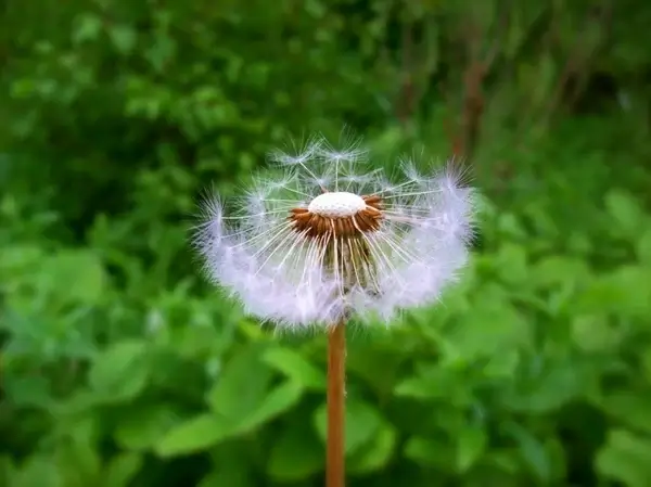 dandelion