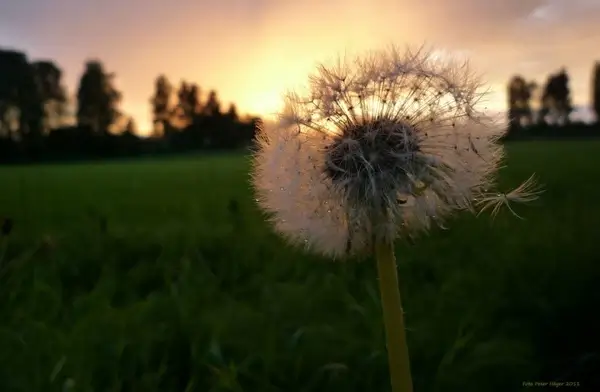 dandelion 