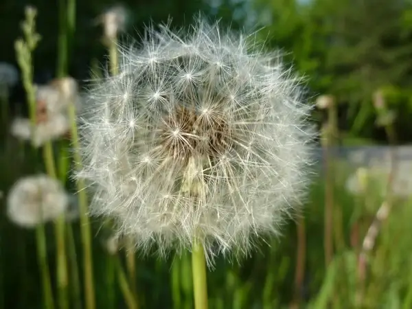 dandelion