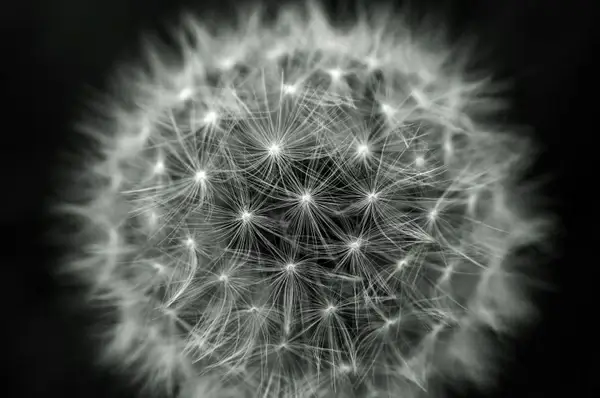 dandelion