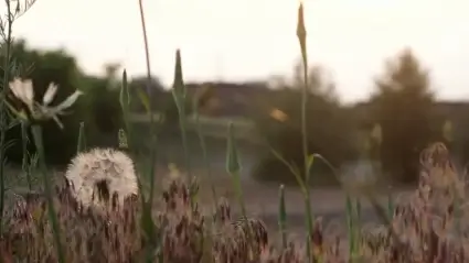 Dandelion
