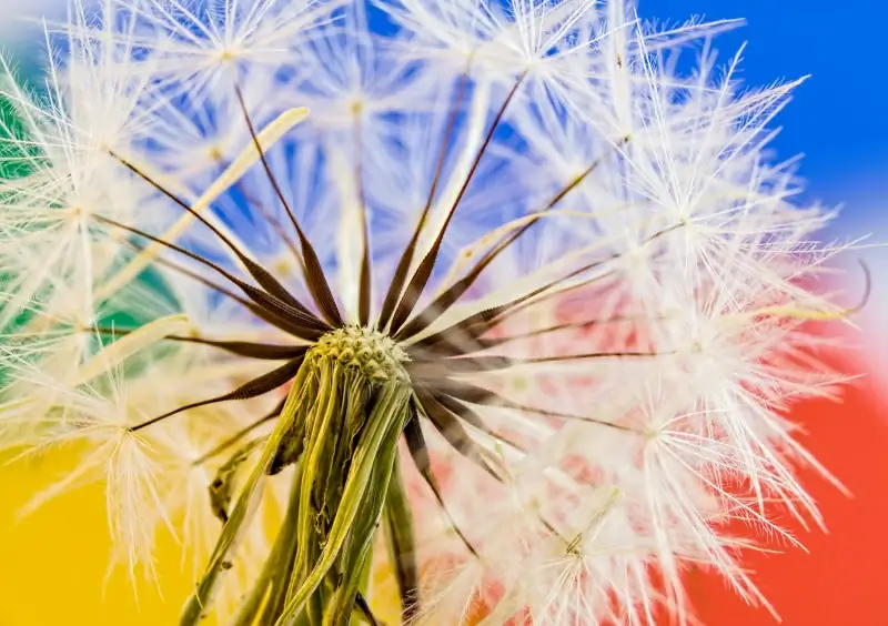 dandelion flower picture bright elegant closeup 