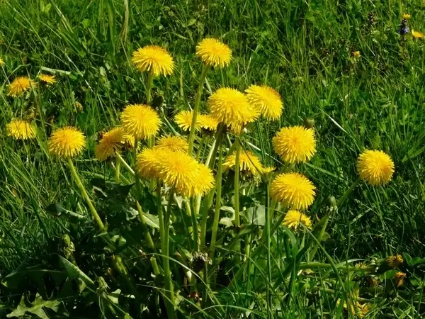 dandelion meadow grass 
