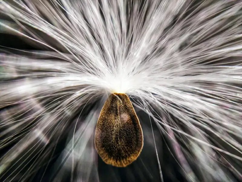 dandelion picture closeup contrast