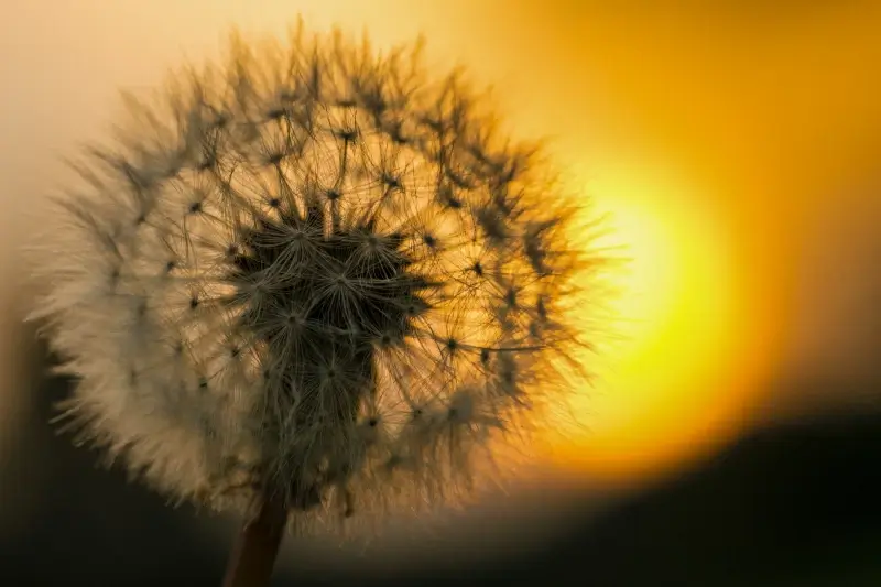 dandelion picture dark twilight effect