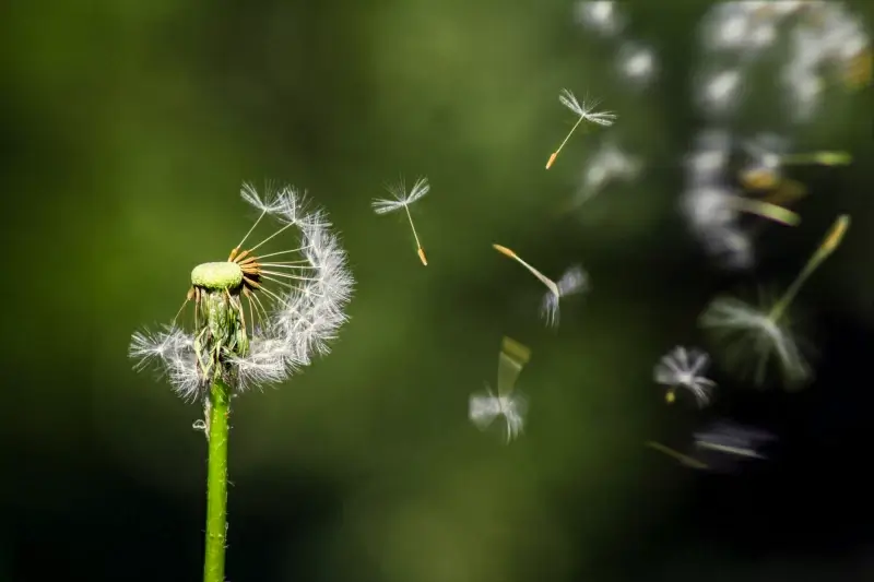 dandelion scenery picture dynamic flying