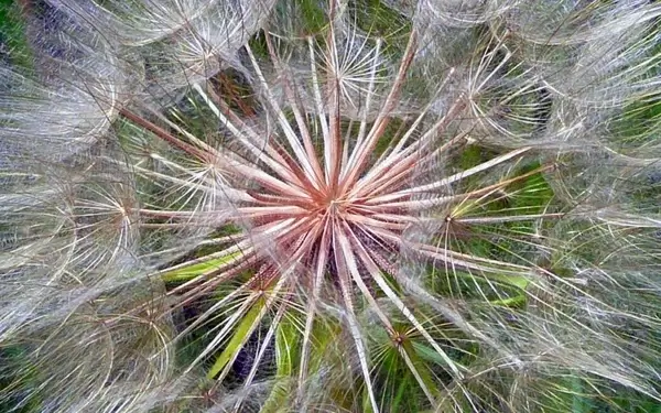 dandelion wild flower