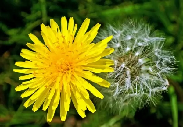 dandelions