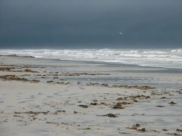 dark sky sandy shore