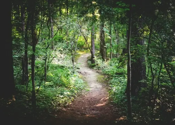 daytime environment fog footpath forest landscape
