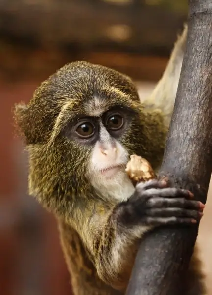 de brazza039s monkey
