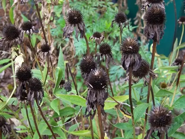dead flowers