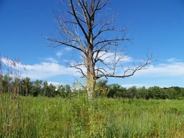 dead tree in field