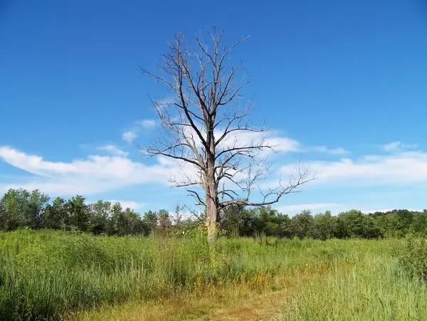 dead tree in field