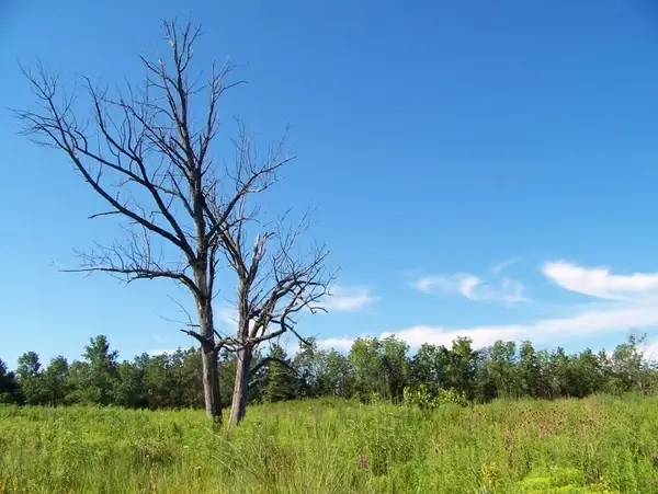 dead trees in a field