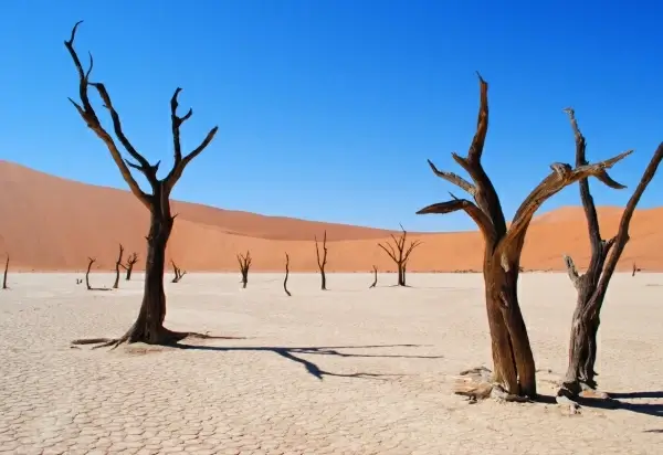 leafless dried tree on desert