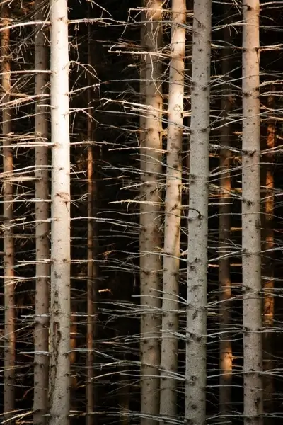 deep forest