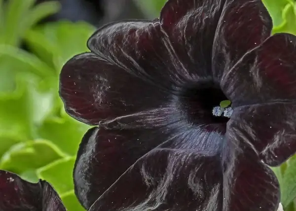 deep red black black flower