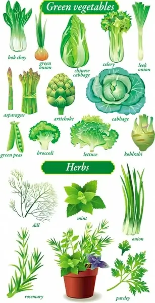 delicate green vegetables vector