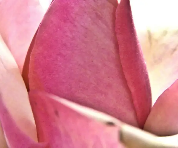 delicate rose skin