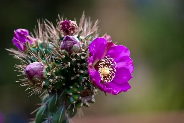 desert flower
