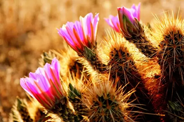 desert flowers