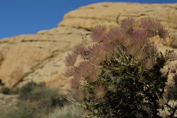 desert jellyfish