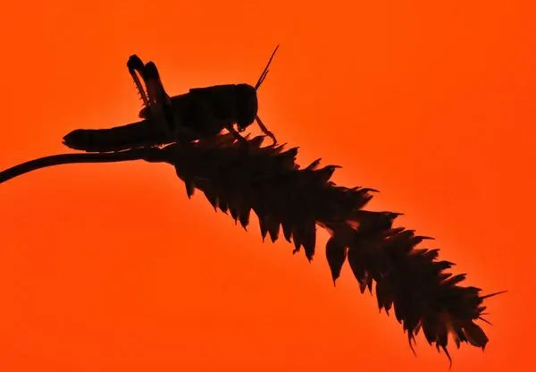desert locust 372