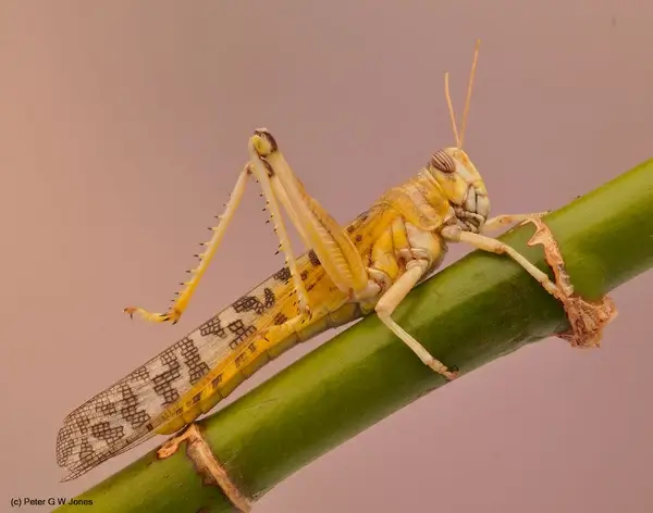desert locust