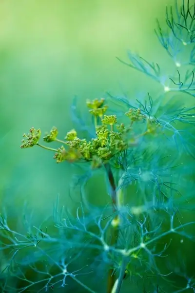 detail of dill