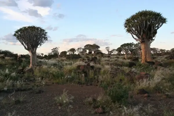 dichotoma aloe trees